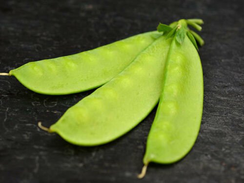 Mammoth Melting Sugar Pea 100+ ct, Vegetables for Gardening