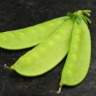 Mammoth Melting Sugar Pea 100+ ct, Vegetables for Gardening