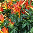 Medusa Ornamental Pepper 12 ct, Vegetables for Gardening