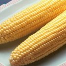 Incredible Sweet Corn 250+ ct, Vegetables for Gardening
