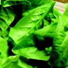 Olympia Spinach 500+ ct, Vegetables for Gardening