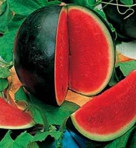 Bush Sugar Baby Watermelon 12+ ct, Vegetables for Gardening