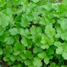 Cilantro Long Standing 100+ ct, Vegetables for Gardening