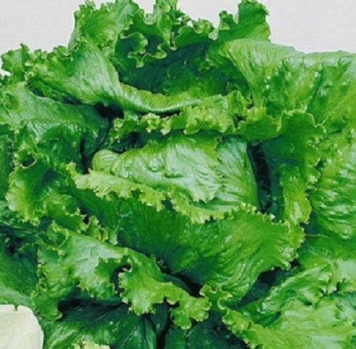 Great Lakes Crisphead Lettuce 1000+ ct, Vegetables for Gardening