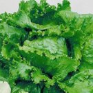Great Lakes Crisphead Lettuce 1000+ ct, Vegetables for Gardening