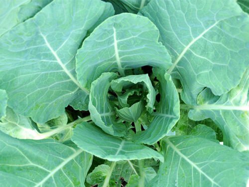 Morris Heading Collard 1000+ ct, Vegetables for Gardening