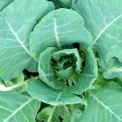 Morris Heading Collard 1000+ ct, Vegetables for Gardening