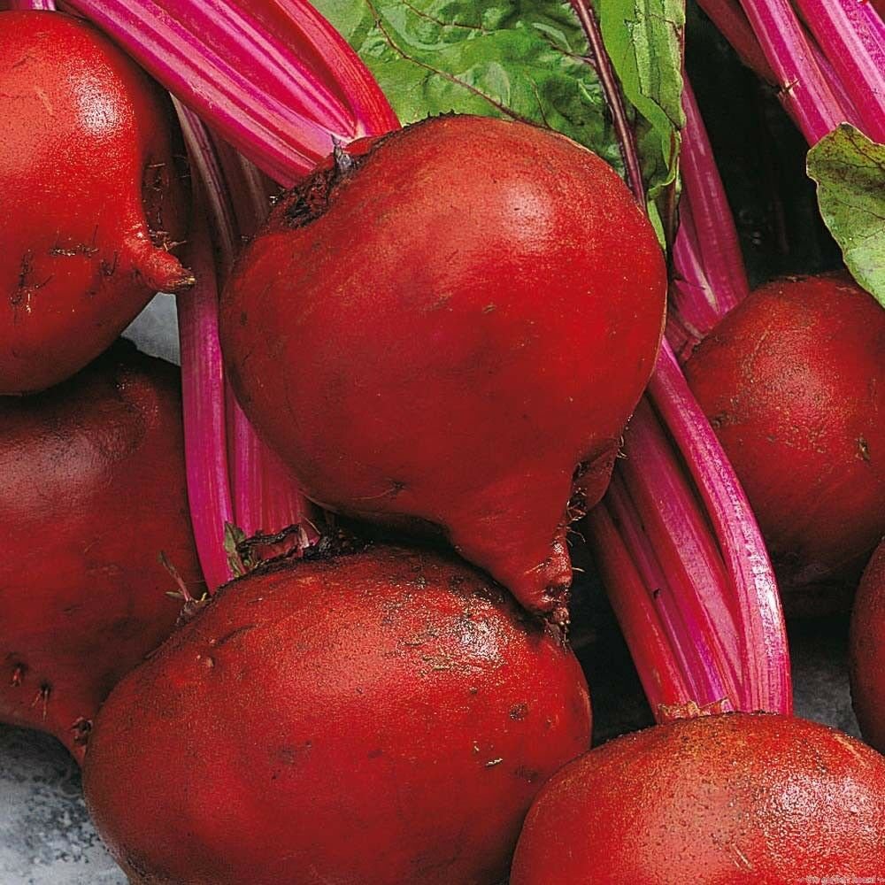 Red Ace Beet 150+ ct, Vegetables for Gardening