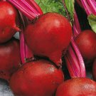 Red Ace Beet 300+ ct, Vegetables for Gardening