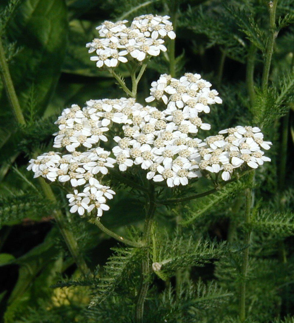 Yarrow Herb 400+ ct, Vegetables for Gardening