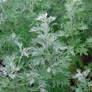 Wormwood Herb 250+ ct, Vegetables for Gardening