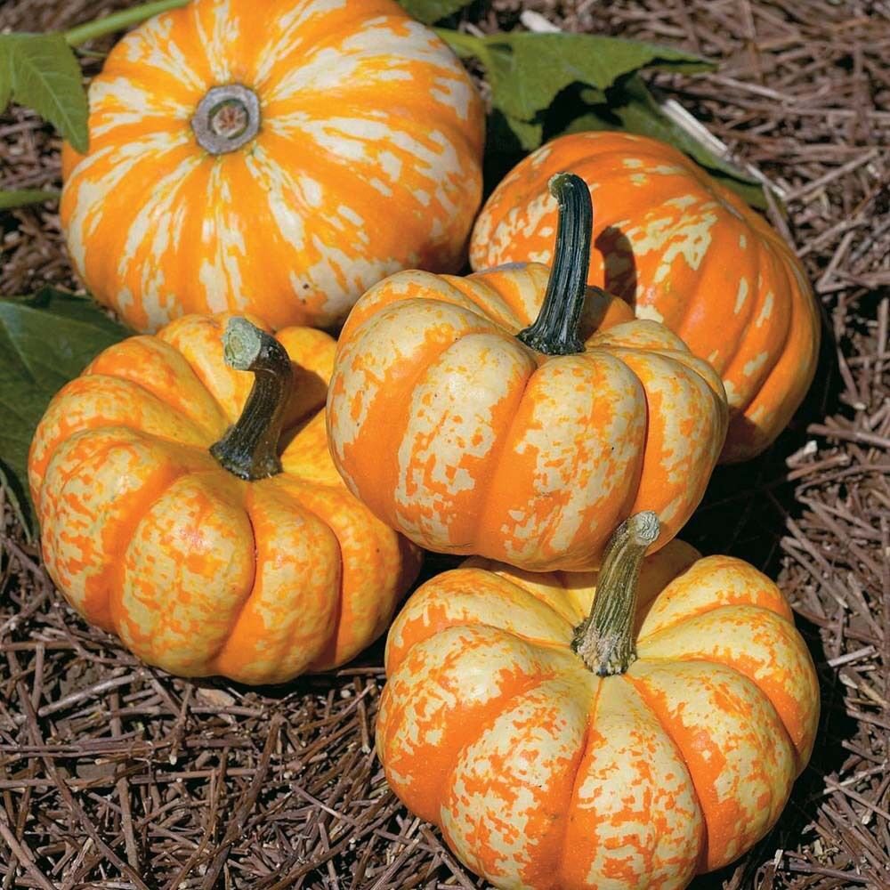 Hooligan Pumpkin 12+ ct, Vegetables for Gardening