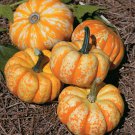 Hooligan Pumpkin 12+ ct, Vegetables for Gardening