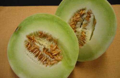 Honey Dew Cantaloupe Melon 12+ ct, Vegetables for Gardening