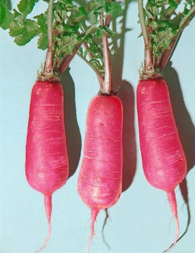 Pink Summercicle Radish 250+ ct, Vegetables for Gardening