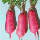 Pink Summercicle Radish 250+ ct, Vegetables for Gardening