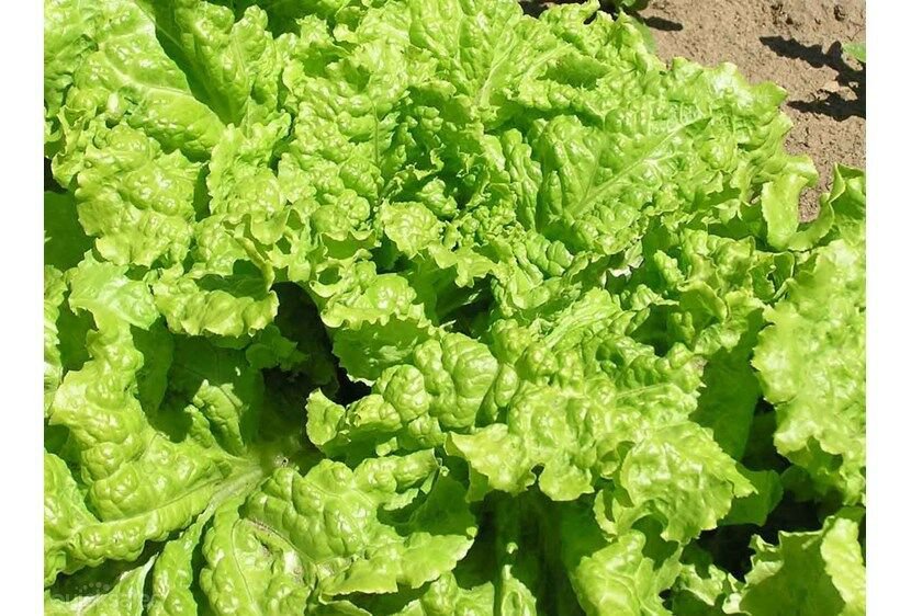 Black cted Simpson Lettuce 1300+ ct, Vegetables for Gardening