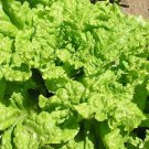 Black cted Simpson Lettuce 1300+ ct, Vegetables for Gardening