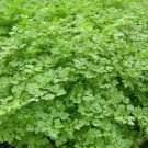 Curled Chervil 400+ ct, Vegetables for Gardening