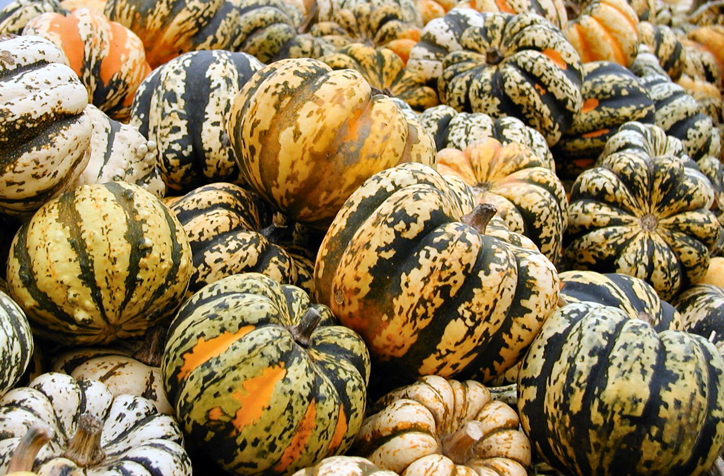 Celebration Squash 12+ ct, Vegetables for Gardening