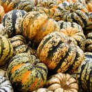 Celebration Squash 25+ ct, Vegetables for Gardening