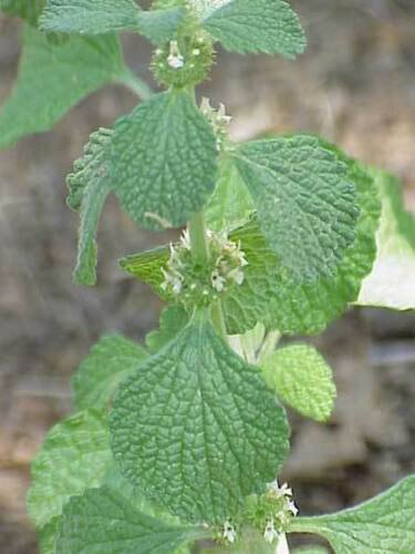 Horehound 100+ ct, Vegetables for Gardening