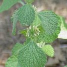 Horehound 100+ ct, Vegetables for Gardening