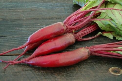 Cylindra Beet 150+ ct, Vegetables for Gardening