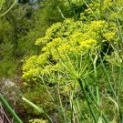 Sweet Fennel 100+ ct, Vegetables for Gardening