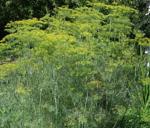 Long Island Mammoth Dill 400+ ct, Vegetables for Gardening