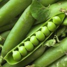 Frezonian Pea 50+ ct, Vegetables for Gardening