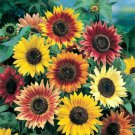 Autumn Beauty Sunflowers 50+ ct, Vegetables for Gardening