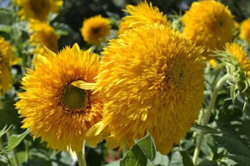 Teddy Bear Sunflower 50+ ct, Vegetables for Gardening