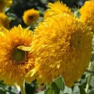 Teddy Bear Sunflower 100+ ct, Vegetables for Gardening