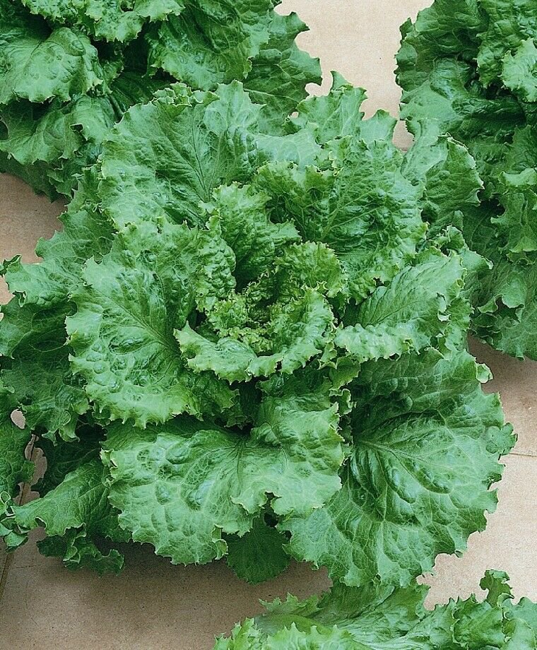 Arianna Loose leaf Lettuce 400+ ct, Vegetables for Gardening