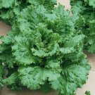 Arianna Loose leaf Lettuce 1000+ ct, Vegetables for Gardening