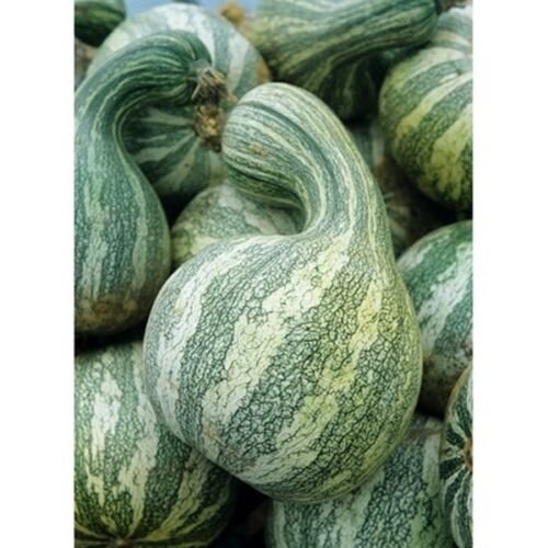 Cushaw Mixture 40+ ct, Vegetables for Gardening
