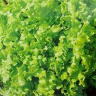 Salad Bowl Lettuce 1300+ ct, Vegetables for Gardening