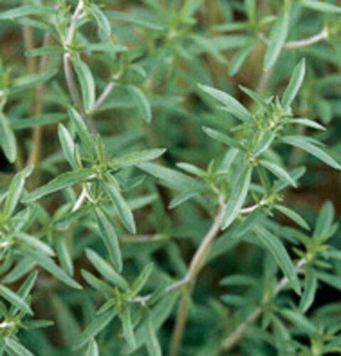 Summer Savory Herb 250+ ct, Vegetables for Gardening