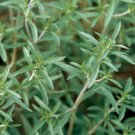 Summer Savory Herb 250+ ct, Vegetables for Gardening