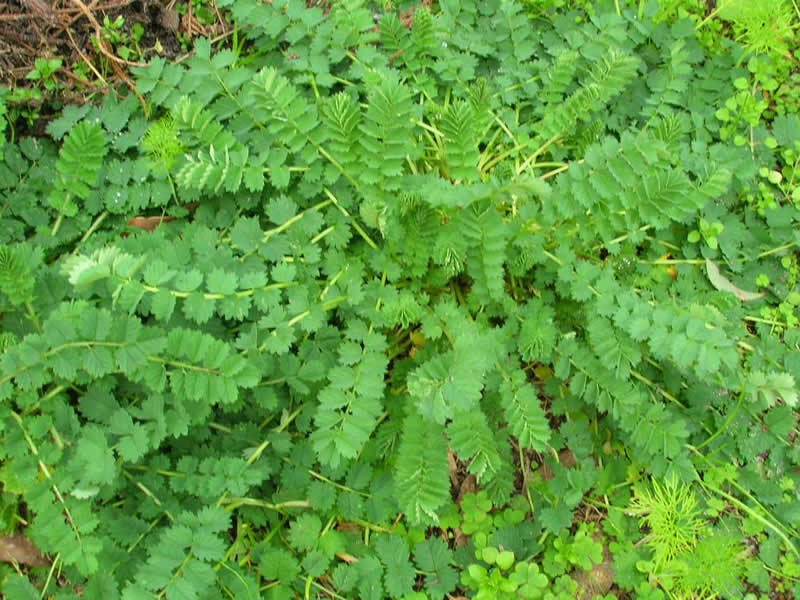 Salad Burnet Herb 100+ ct, Vegetables for Gardening