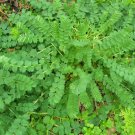 Salad Burnet Herb 100+ ct, Vegetables for Gardening