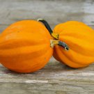 Table Gold Acorn Squash 12+ ct, Vegetables for Gardening