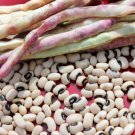 California Blackeye Cowpea 100+ ct, Vegetables for Gardening