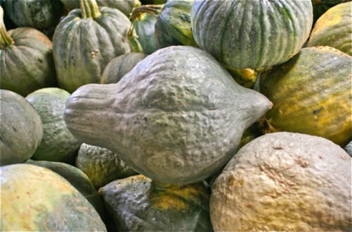 Green Hubbard Squash 40+ ct, Vegetables for Gardening