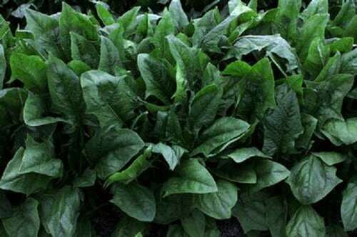 Imperial Green Spinach 100+ ct, Vegetables for Gardening