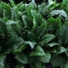 Imperial Green Spinach 250+ ct, Vegetables for Gardening