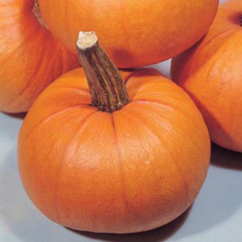 Small Sugar Pumpkin 25+ ct, Vegetables for Gardening