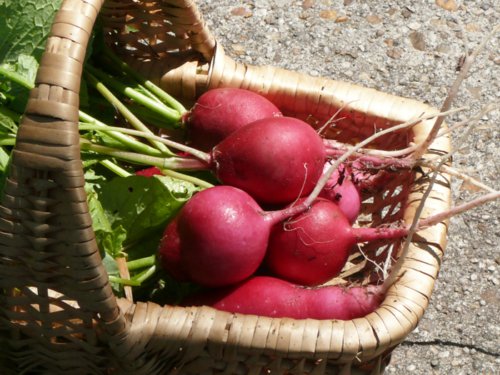 German Giant Radish 250+ ct, Vegetables for Gardening