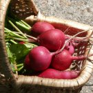 German Giant Radish 400+ ct, Vegetables for Gardening